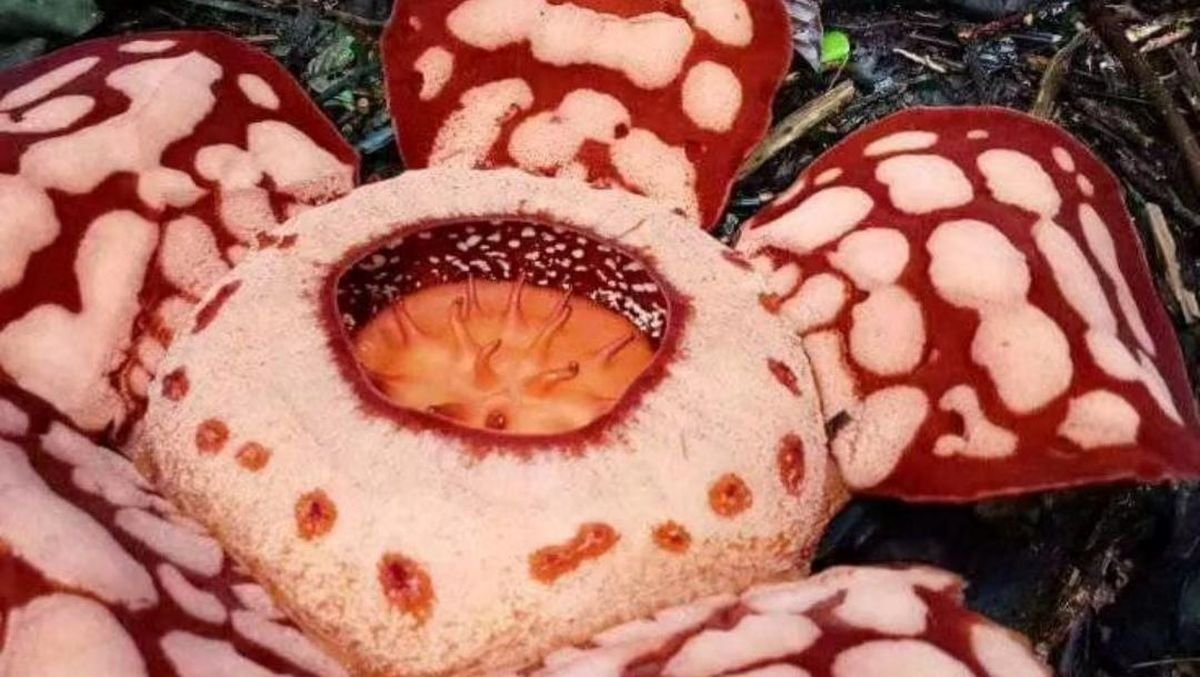 Viral, Oxford University Dihujat Netizen karena Tak Cantumkan Peneliti Indonesia dalam Penemuan Rafflesia Hasseltii