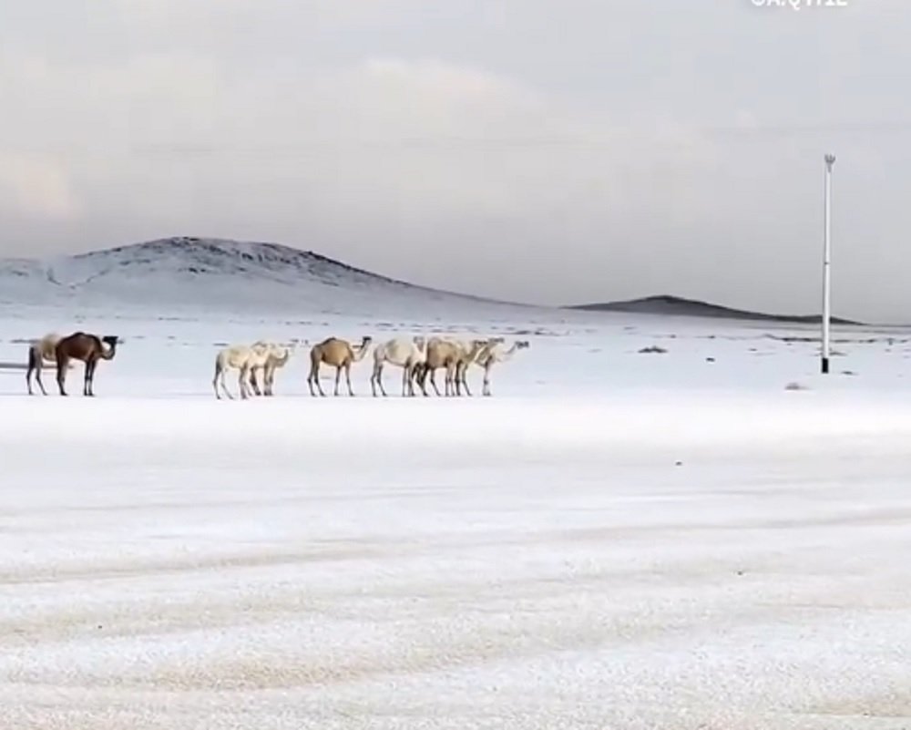 Viral! Hujan Salju di Arab Saudi Ubah Gurun Menjadi Putih Berselimut Kristal Es