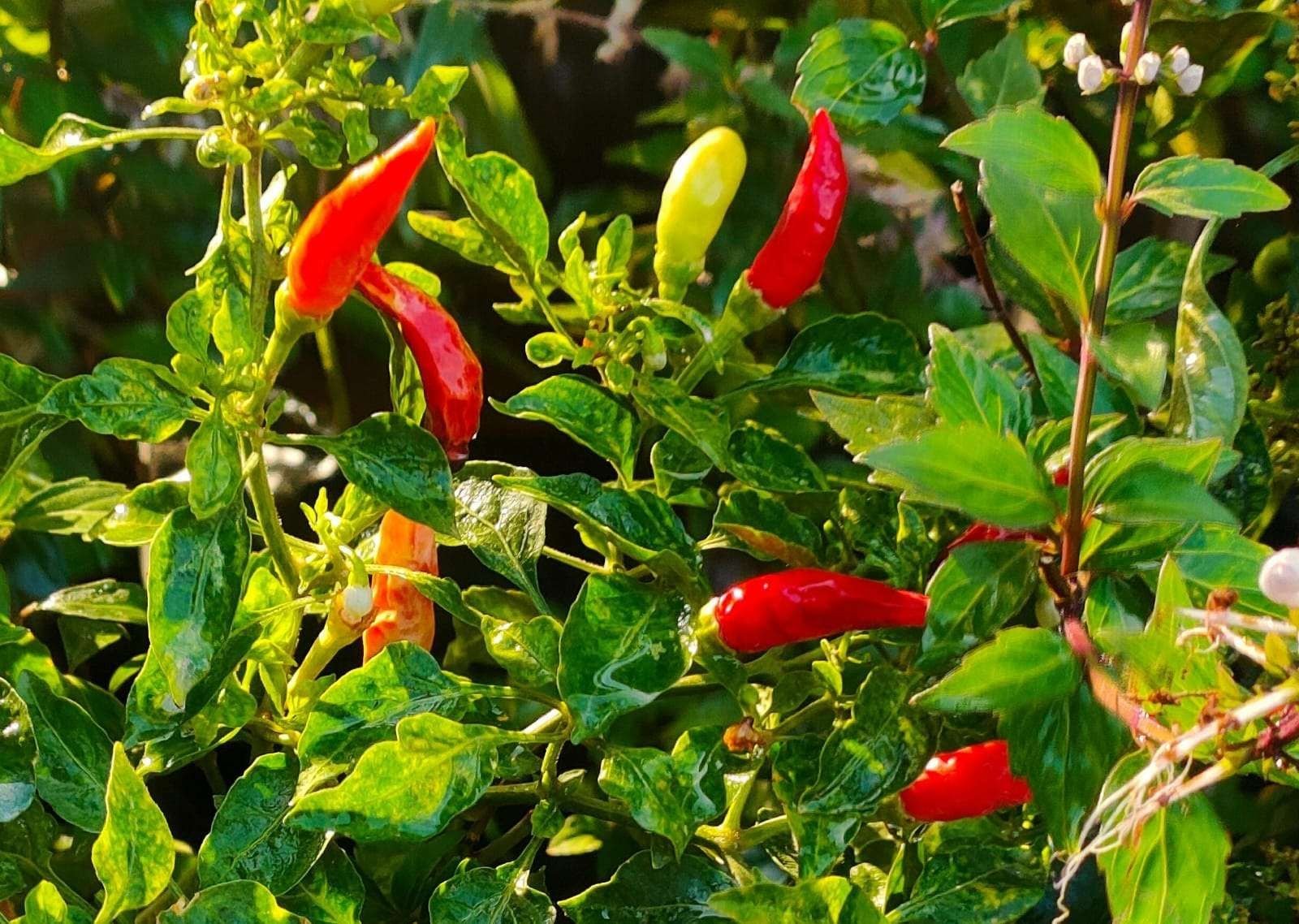 Update Harga Pangan Bapanas: Cabai Rawit Rp58.796 dan Bawang Merah Rp39.173 per Kg