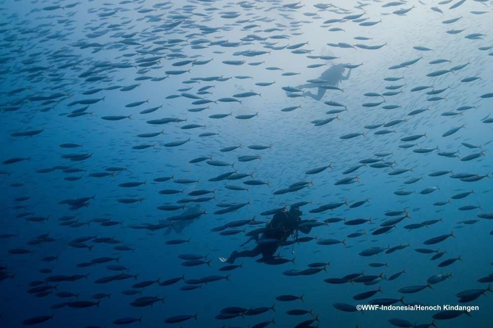 Eksplorasi Beranda Nusantara: Menemukan Spesies Kunci di Kepulauan Terluar Indonesia