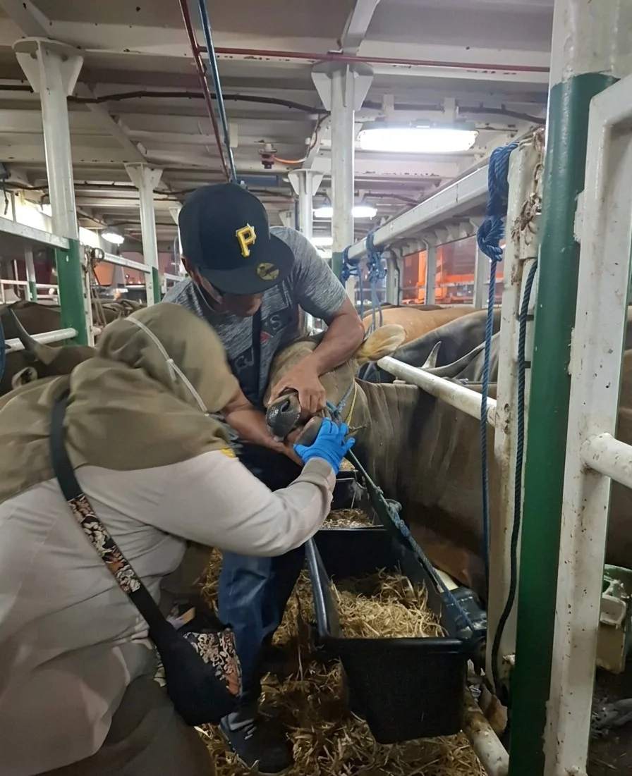 Pasokan Kurban Aman: Ratusan Sapi Asal NTB Lolos Karantina Jelang Idul Adha