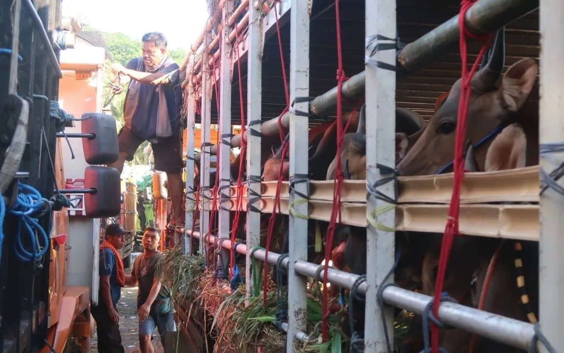 Harga Sapi Kurban Berpotensi Naik Akibat Lonjakan Biaya Transportasi