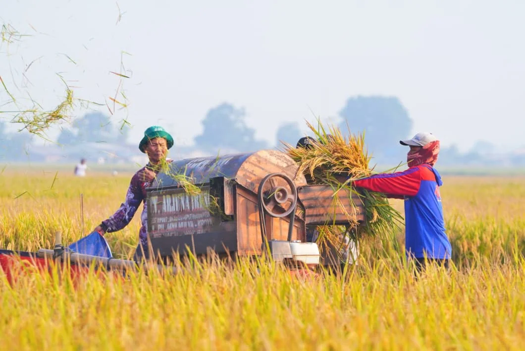 Data BPS 2026: Produksi Beras Nasional Meningkat, Dorong Kenaikan NTP Petani