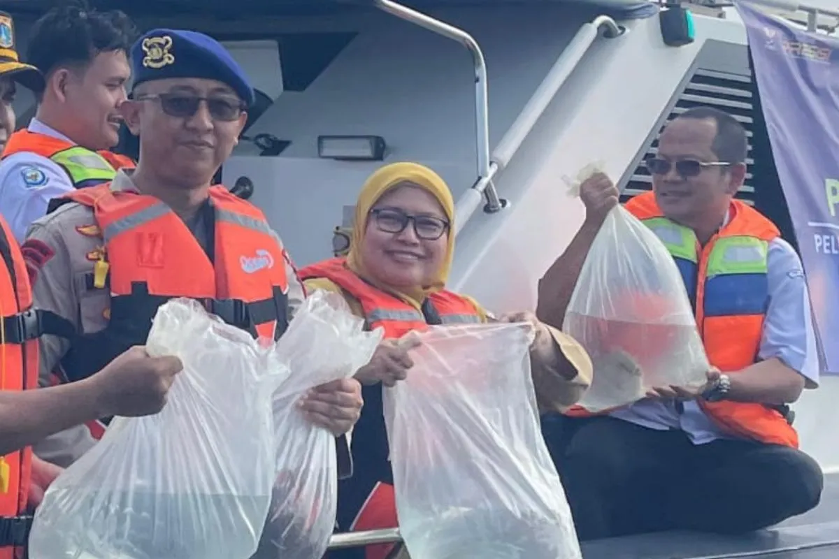 Populasi Ikan Langka Bertambah, 183 Napoleon Resmi Menghuni Perairan Pulau Panggang